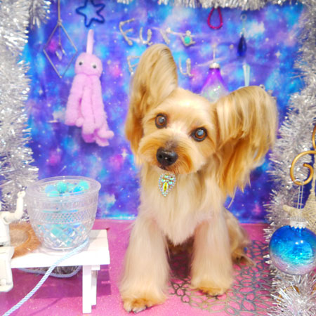 【本店】2020年9月28日のワンちゃん達♪