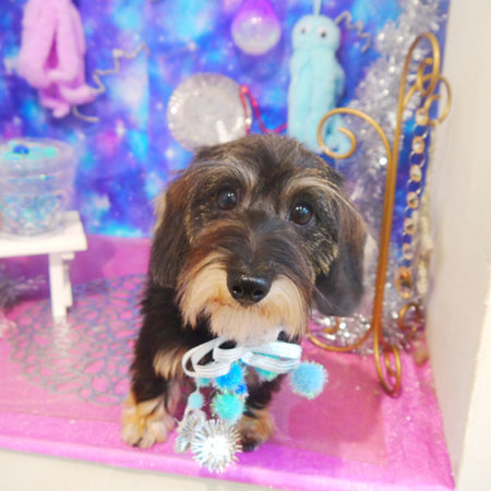 【本店】2020年9月30日のワンちゃん達♪