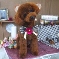 【山手店】2020年9月3日のワンちゃん達♪