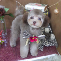 【山手店】2020年9月4日のワンちゃん達♪