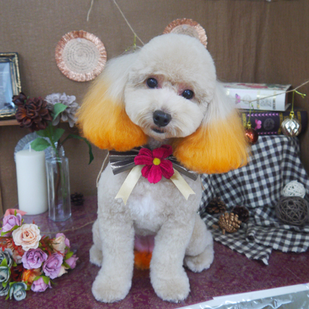 【山手店】2020年9月5日のワンちゃん達♪