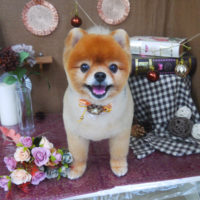 【山手店】2020年9月6日のワンちゃん達♪