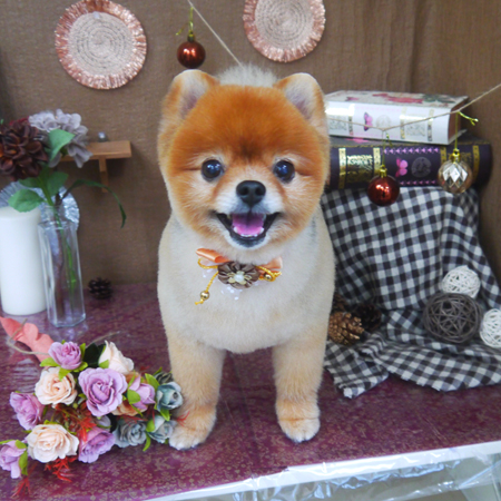 【山手店】2020年9月6日のワンちゃん達♪