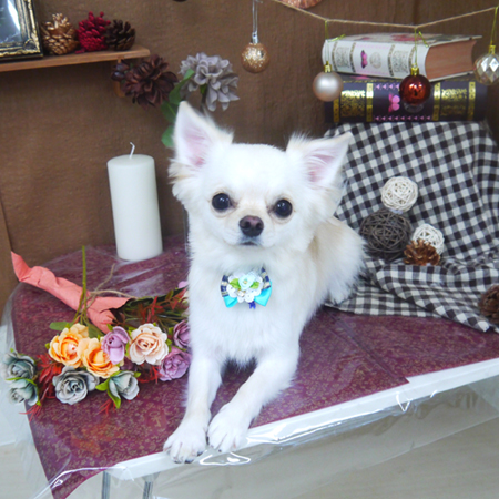 【山手店】2020年9月10日のワンちゃん達♪