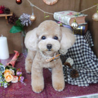 【山手店】2020年9月11日のワンちゃん達♪