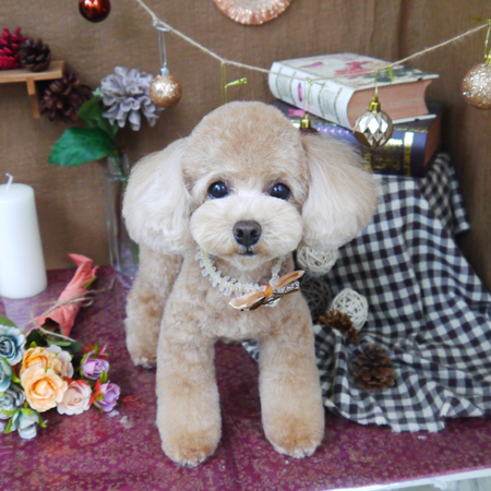 【山手店】2020年9月11日のワンちゃん達♪