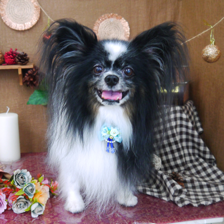 【山手店】2020年9月12日のワンちゃん達♪