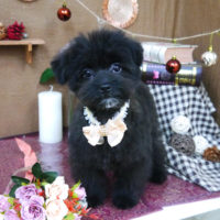 【山手店】2020年9月13日のワンちゃん達♪