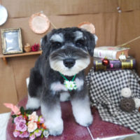 【山手店】2020年9月14日のワンちゃん達♪