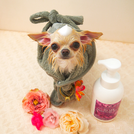 【山手店】2020年9月17日のワンちゃん達♪