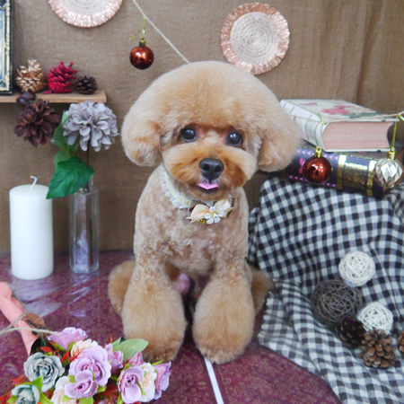 【山手店】2020年9月18日のワンちゃん達♪