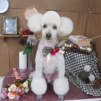 【山手店】2020年9月20日のワンちゃん達♪