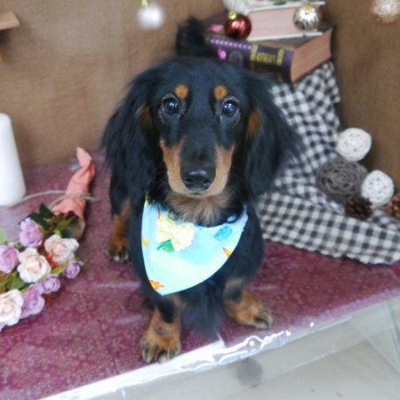 【山手店】2020年9月23日のワンちゃん達♪