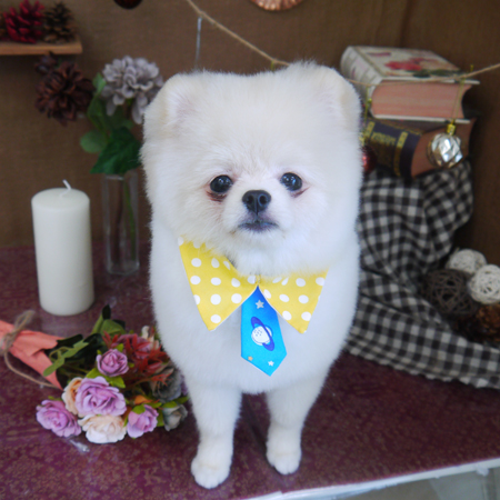 【山手店】2020年9月24日のワンちゃん達♪