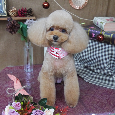 【山手店】2020年9月25日のワンちゃん達♪