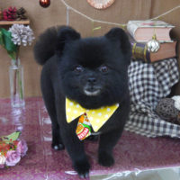 【山手店】2020年9月26日のワンちゃん達♪