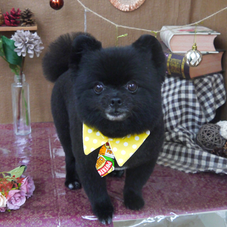 【山手店】2020年9月26日のワンちゃん達♪