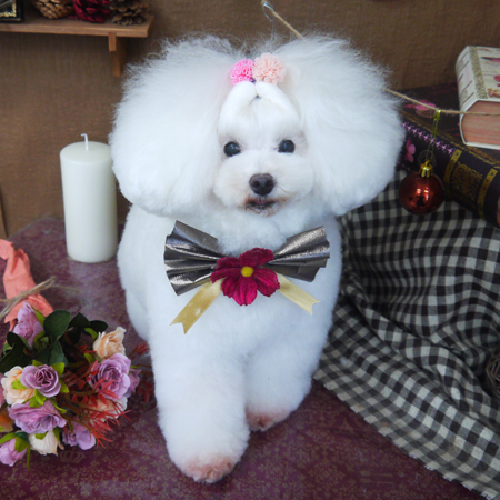 【山手店】2020年9月27日のワンちゃん達♪