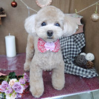 【山手店】2020年9月28日のワンちゃん達♪