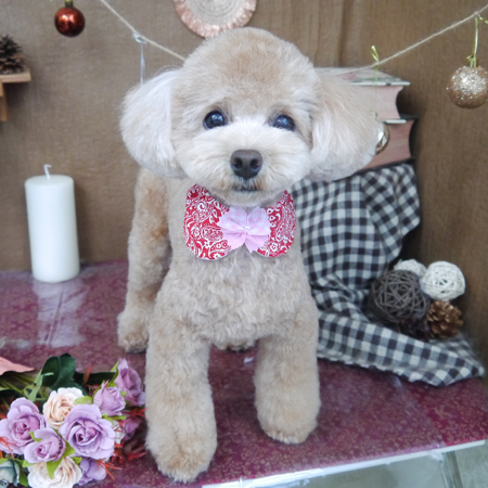 【山手店】2020年9月28日のワンちゃん達♪