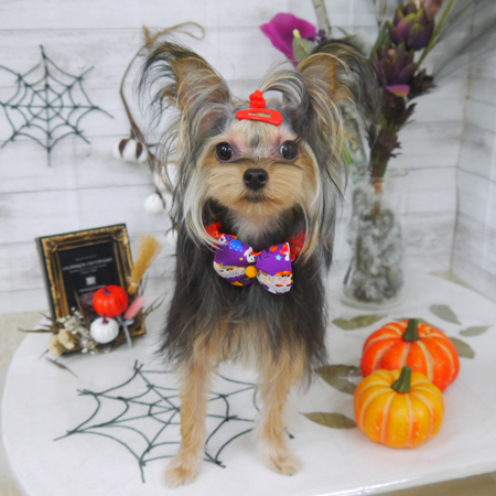 【山手店】2020年9月30日のワンちゃん達♪