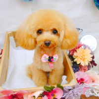 【池下店】2020年9月3日のワンちゃん達♪