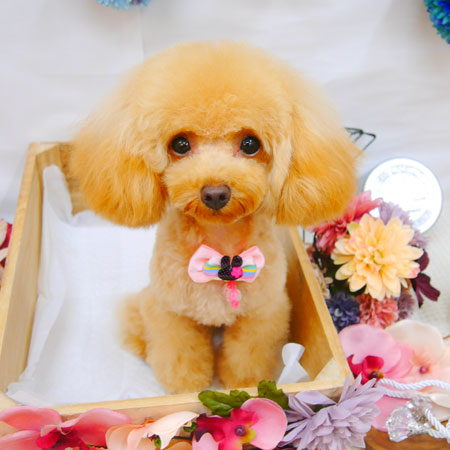 【池下店】2020年9月3日のワンちゃん達♪