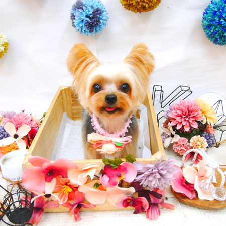 【池下店】2020年9月4日のワンちゃん達♪