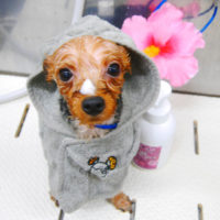 【池下店】2020年9月5日のワンちゃん達♪