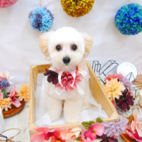 【池下店】2020年9月7日のワンちゃん達♪