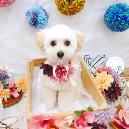 【池下店】2020年9月7日のワンちゃん達♪