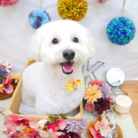 【池下店】2020年9月10日のワンちゃん達♪