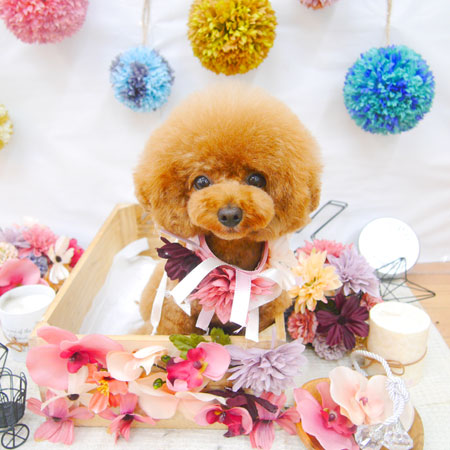 【池下店】2020年9月11日のワンちゃん達♪