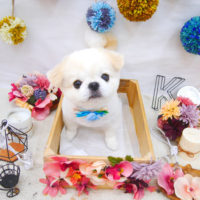 【池下店】2020年9月12日のワンちゃん達♪