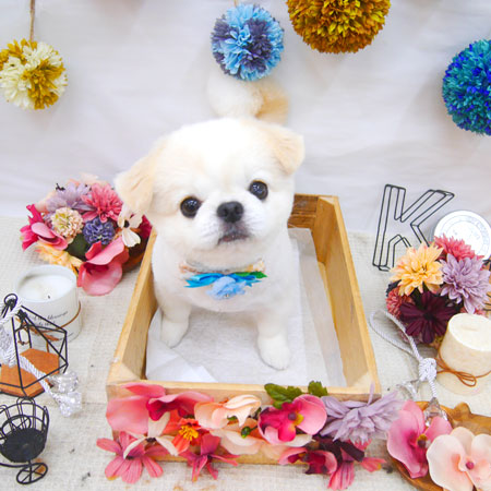 【池下店】2020年9月12日のワンちゃん達♪