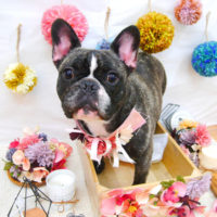 【池下店】2020年9月17日のワンちゃん達♪