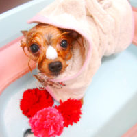 【池下店】2020年9月18日のワンちゃん達♪