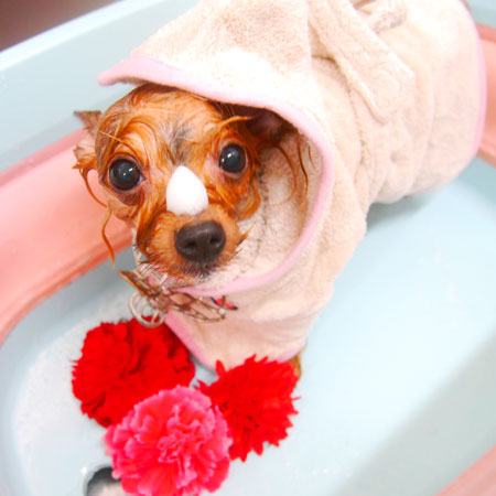 【池下店】2020年9月18日のワンちゃん達♪