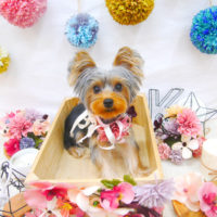 【池下店】2020年9月19日のワンちゃん達♪