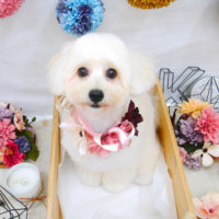 【池下店】2020年9月21日のワンちゃん達♪