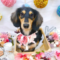 【池下店】2020年9月23日のワンちゃん達♪