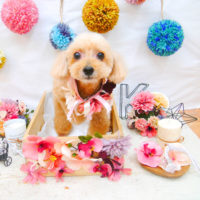 【池下店】2020年9月24日のワンちゃん達♪