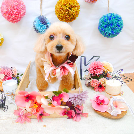 【池下店】2020年9月24日のワンちゃん達♪