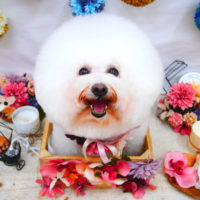 【池下店】2020年9月25日のワンちゃん達♪