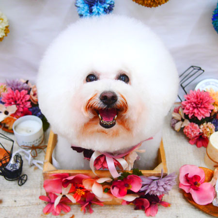 【池下店】2020年9月25日のワンちゃん達♪