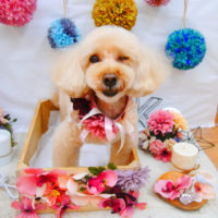 【池下店】2020年9月26日のワンちゃん達♪