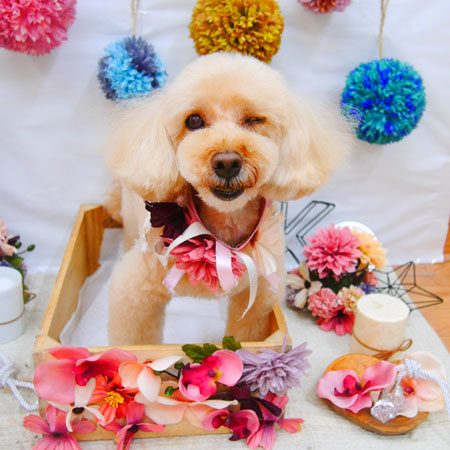 【池下店】2020年9月26日のワンちゃん達♪