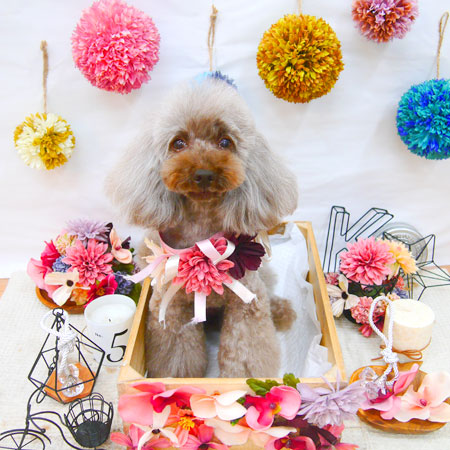 【池下店】2020年9月30日のワンちゃん達♪