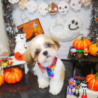 【本店】2020年10月1日のワンちゃん達♪