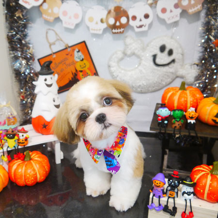 【本店】2020年10月1日のワンちゃん達♪